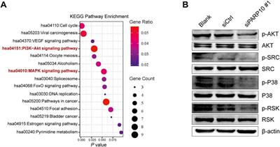 Depletion of PARP10 inhibits the growth and metastatic potential of oral squamous cell carcinoma